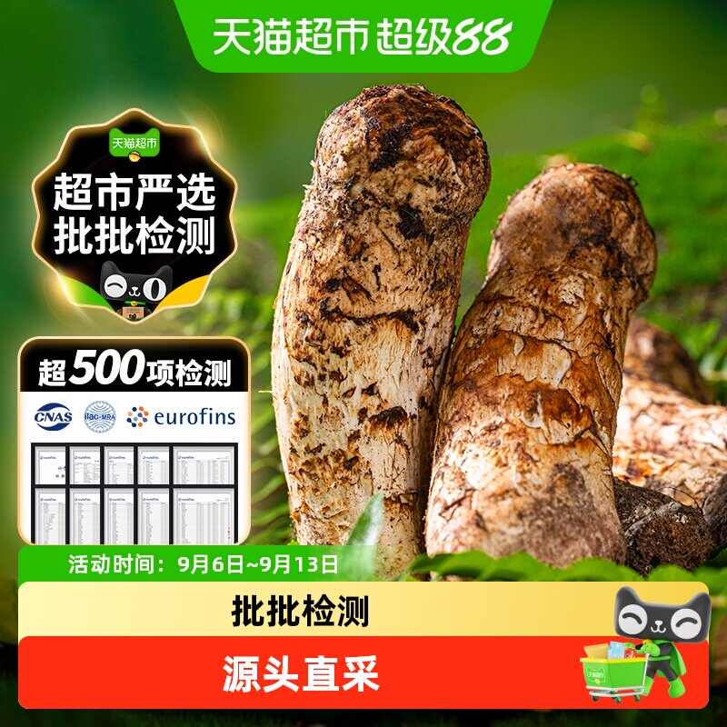 云南香格里拉新鲜野生松茸菌菇图片