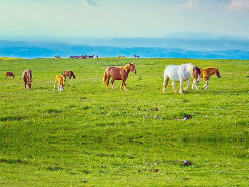承德起止 木蘭圍場   壩上草原 塞罕壩 烏蘭布統二日遊 天天發！在類目 度假線路/簽證送關/旅遊服務, 自由行/跟團遊, 國內跟團遊中 - 來自Buy2taobao.com提供專業的淘寶代購服務