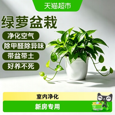 德沃多绿萝水培盆栽净化空气