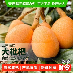 柠满园正宗云南蒙自大枇杷大果鲜果新鲜水果琵琶大五星产地直供