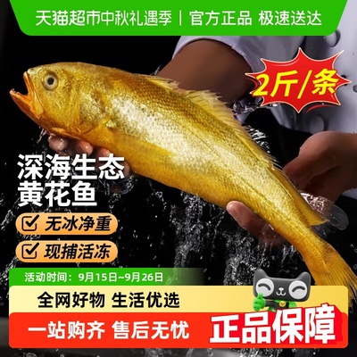 黄花鱼新鲜冷冻深海鱼