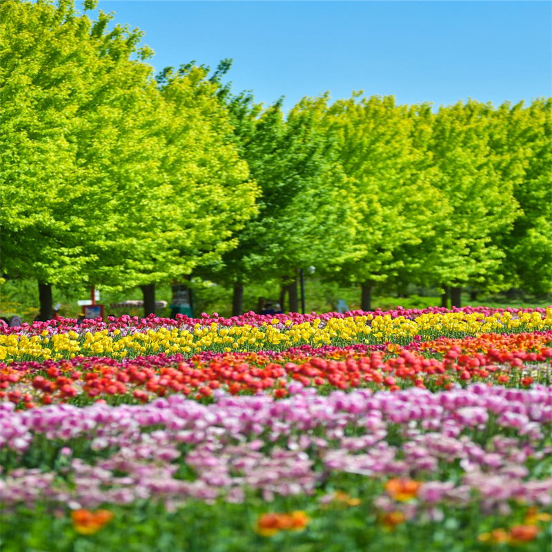 [海棠花海-大门票]海棠花海成人票w
