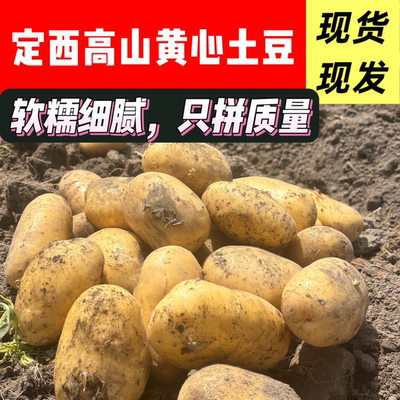 25年正宗甘肃定西沙面土豆新鲜小土豆黄肉黄心洋芋粉面5斤9斤包邮