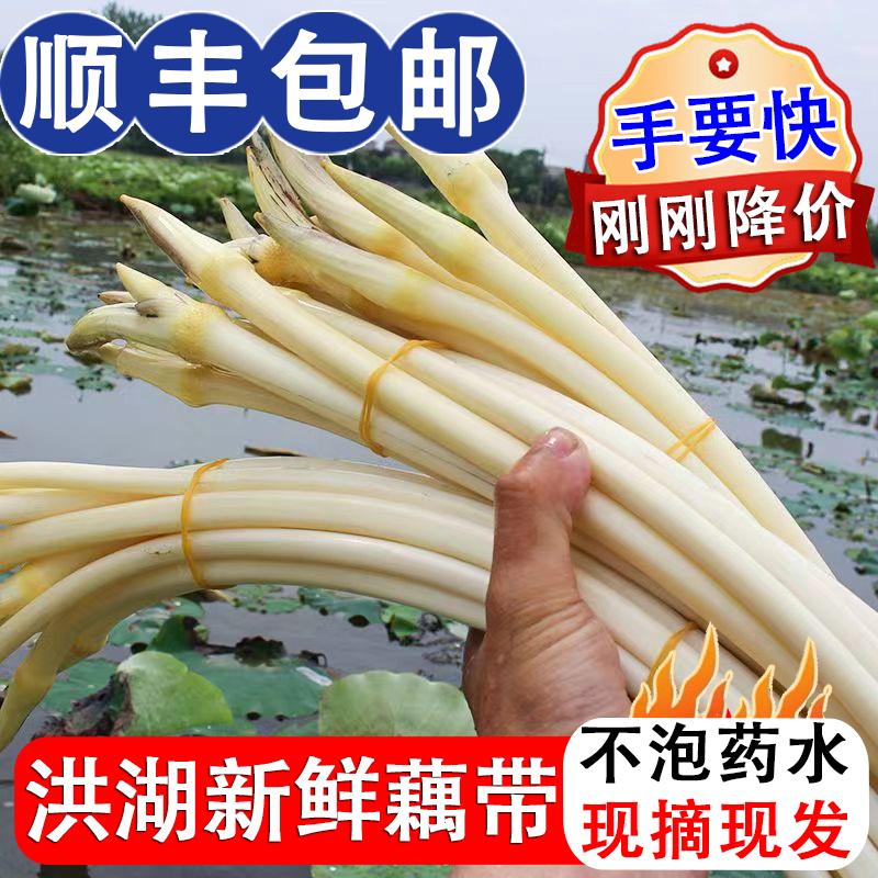 2025现采新鲜藕带藕尖湖北特产肠子藕苫现挖莲藕尖藕蔬菜顺丰包邮