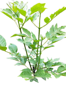 中花吴茱萸树苗茶辣米臭漆辣子