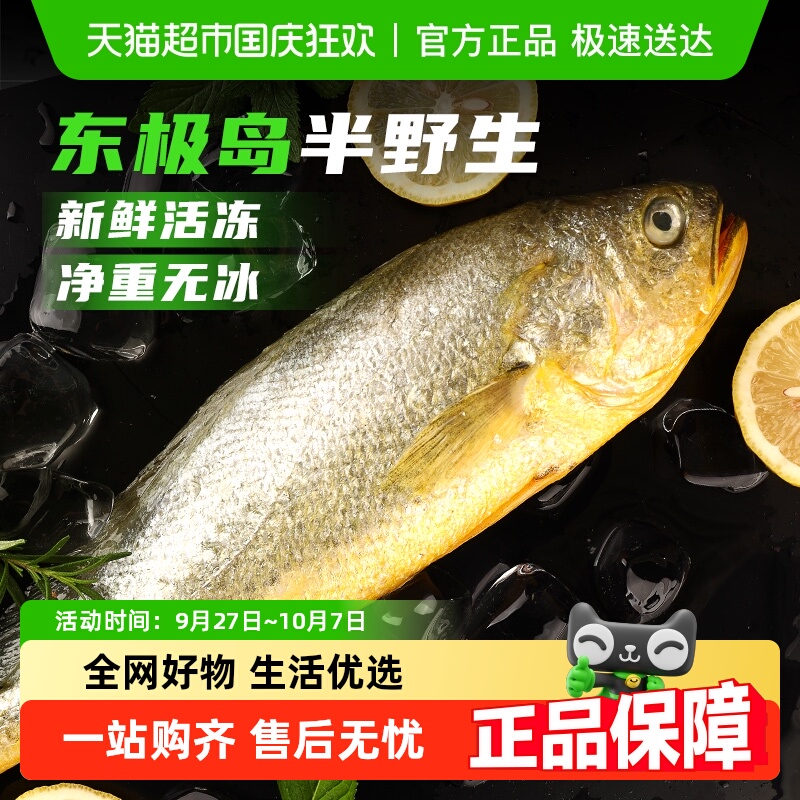 遇上鲜山东极岛半野生大黄鱼