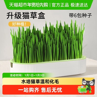 CrazyHost/疯狂的主人猫草盆栽