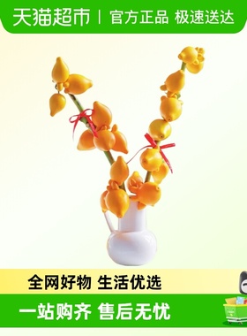 五代同堂黄金果鲜切枝水培植物年宵花客厅水养植物鲜花绿植乳茄