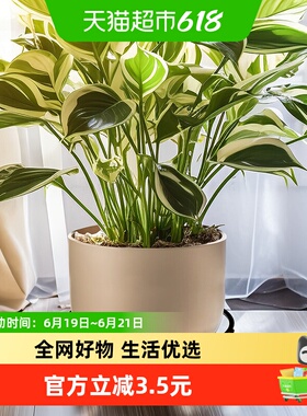 欧润哲黑色中号圆形可移动花盘托架带轮子花盘架子盘栽收纳架