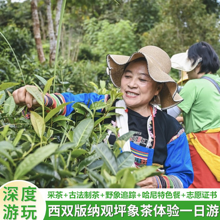 西双版纳中田坝一日游 | 采茶+古法制茶+追踪象迹+志愿证书