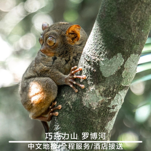 菲律宾薄荷岛陆地游 巧克力山 眼镜猴 罗博河 一日游 罗博河自助