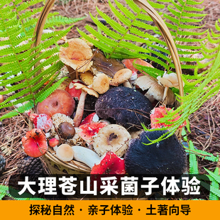 大理苍山采菌子一日游探秘蝴蝶泉亲子必玩小众玩法山林轻徒步