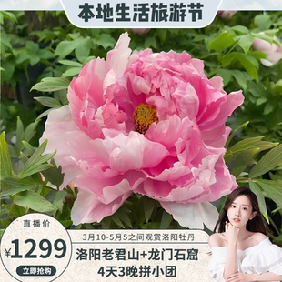 『晁然直播间6人团』老君山+龙门石窟+白马寺+洛阳牡丹园4天3晚