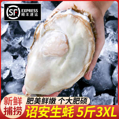 顺丰 正宗诏安生蚝鲜活净重4斤特大海鲜海蛎子新鲜捕捞牡蛎肉包邮