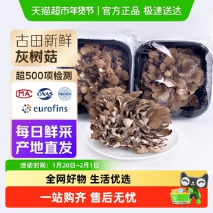 福建古田新鲜灰树菇新鲜舞茸茶灰树花菇栗蘑香菇