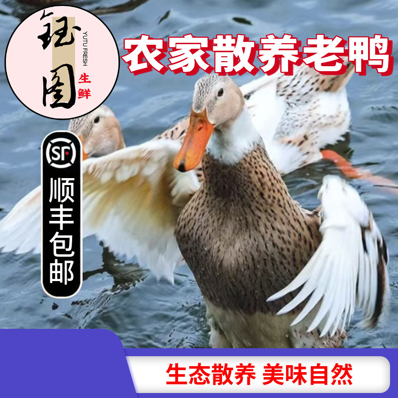 散养三年老鸭子土鸭农家水养老鸭鸭肉整只土鸭新鲜现杀鸭肉批发,水产肉类/新鲜蔬果/熟食,鸭肉/鸭肉制品,淘宝优惠券,粉丝福利购,淘宝优惠卷