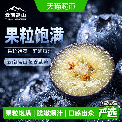 京运达云南高山蓝莓脆甜浓郁