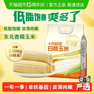 十月稻田非转基因东北白糯玉米低脂早餐