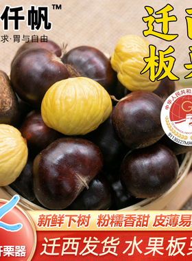 栗仟帆 正宗迁西鲜板栗2斤燕山栗子油栗河北唐山特产毛栗3113甜糯