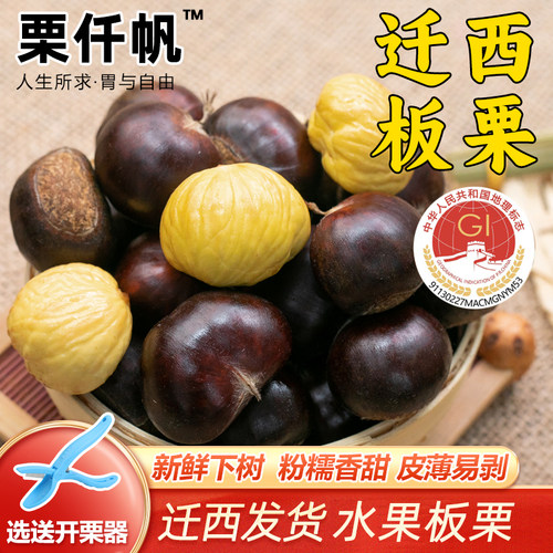 栗仟帆 正宗迁西鲜板栗2斤燕山栗子油栗河北唐山特产毛栗3113甜糯