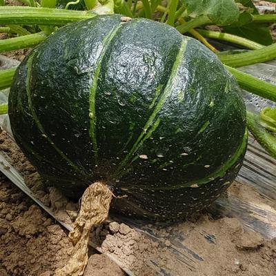 现采蔬菜南瓜2025年惠和一号贝贝南瓜辅食小南瓜正宗板栗味
