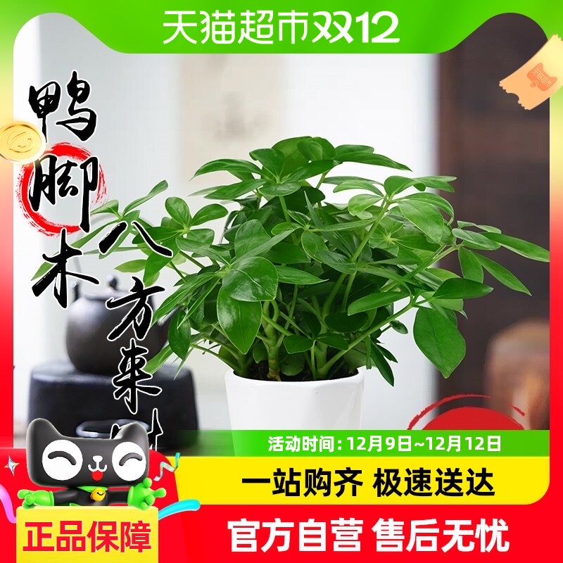 Ѽ��ľ������ֲ�˷�������Ҷ����������ֲ����׮����ˮ������в�