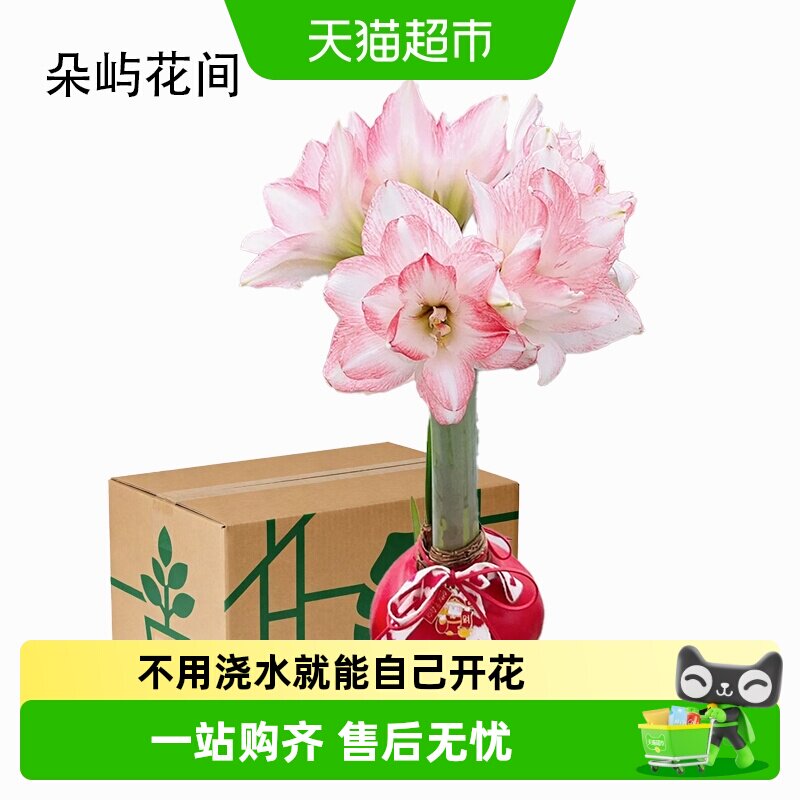 顺丰上门蜡封朱顶红种球节庆佳礼注定红无养护开花吉祥 - 实物图