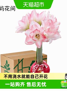 朵屿花间朱顶红蜡封种球硕大