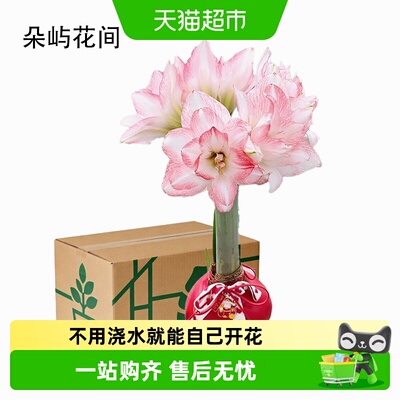 朵屿花间朱顶红种球蜡封注定红