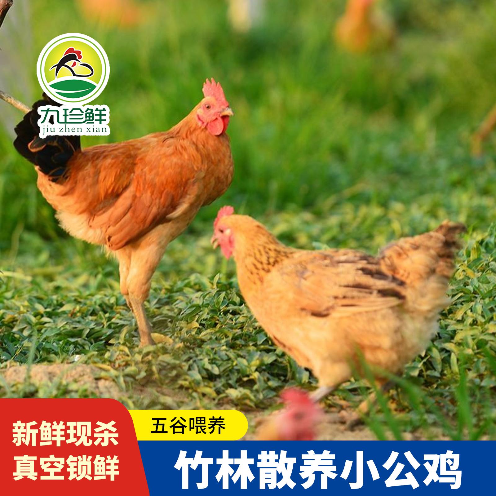 正宗农家散养未打鸣小公鸡土鸡童子鸡公鸡未开叫小公鸡顺丰包邮