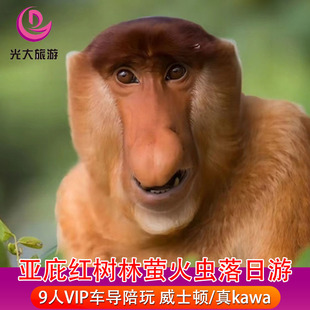 沙巴亚庇旅游红树林一日游kawa萤火虫威士顿红树林长鼻猴日落浆板