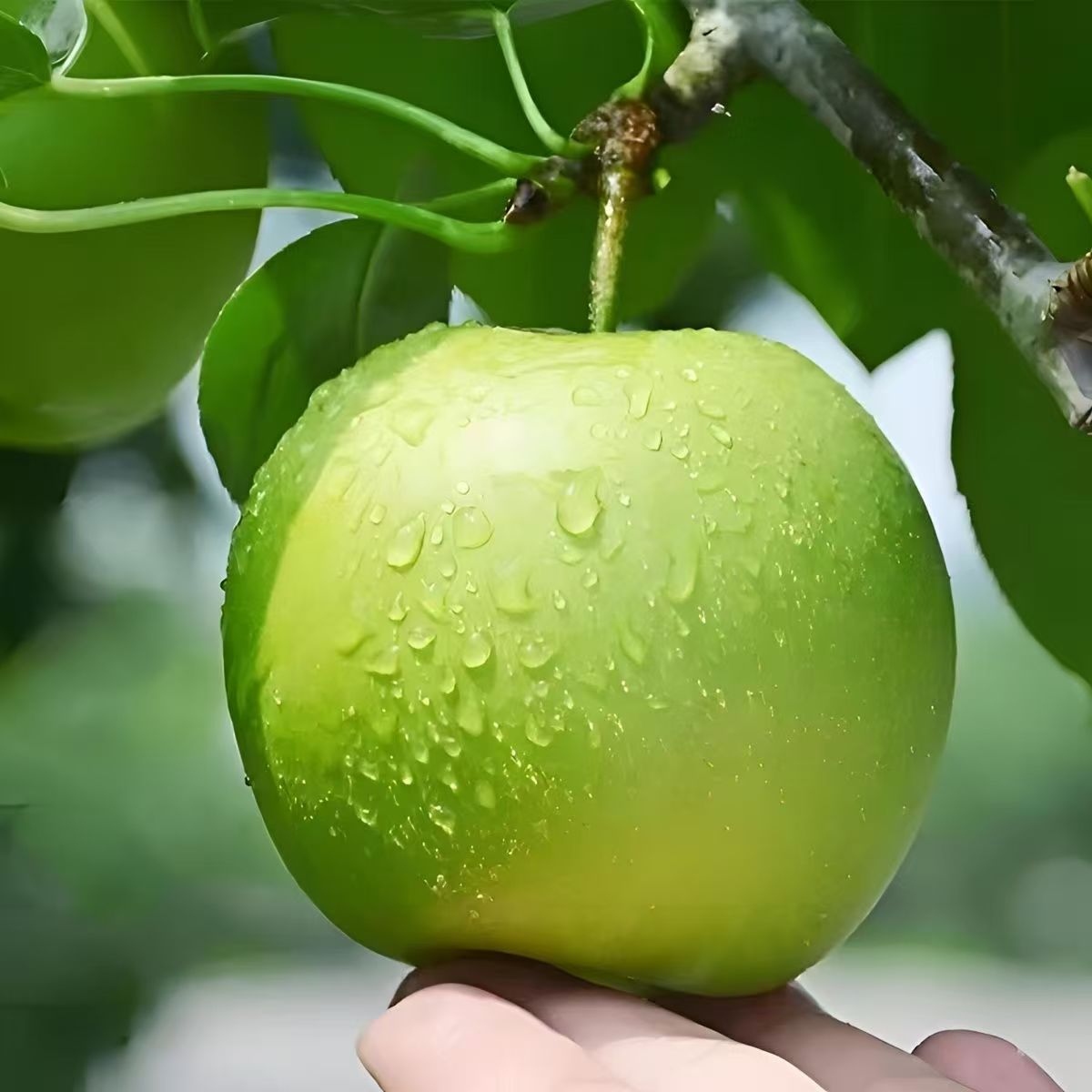 砀山青皮蜜梨苏翠皇冠翠冠青梨新鲜当季果园直采皮薄脆甜多汁包甜