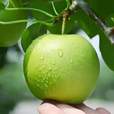 砀山青皮蜜梨苏翠皇冠翠冠青梨新鲜当季果园直采皮薄脆甜多汁包甜