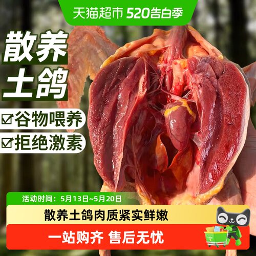 云储生活鸽子农家散养