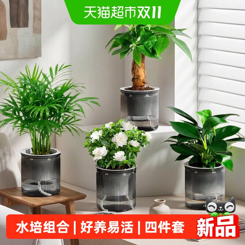 水培发财树组合套装桌面绿植花卉绿萝袖珍椰子金钻九里香