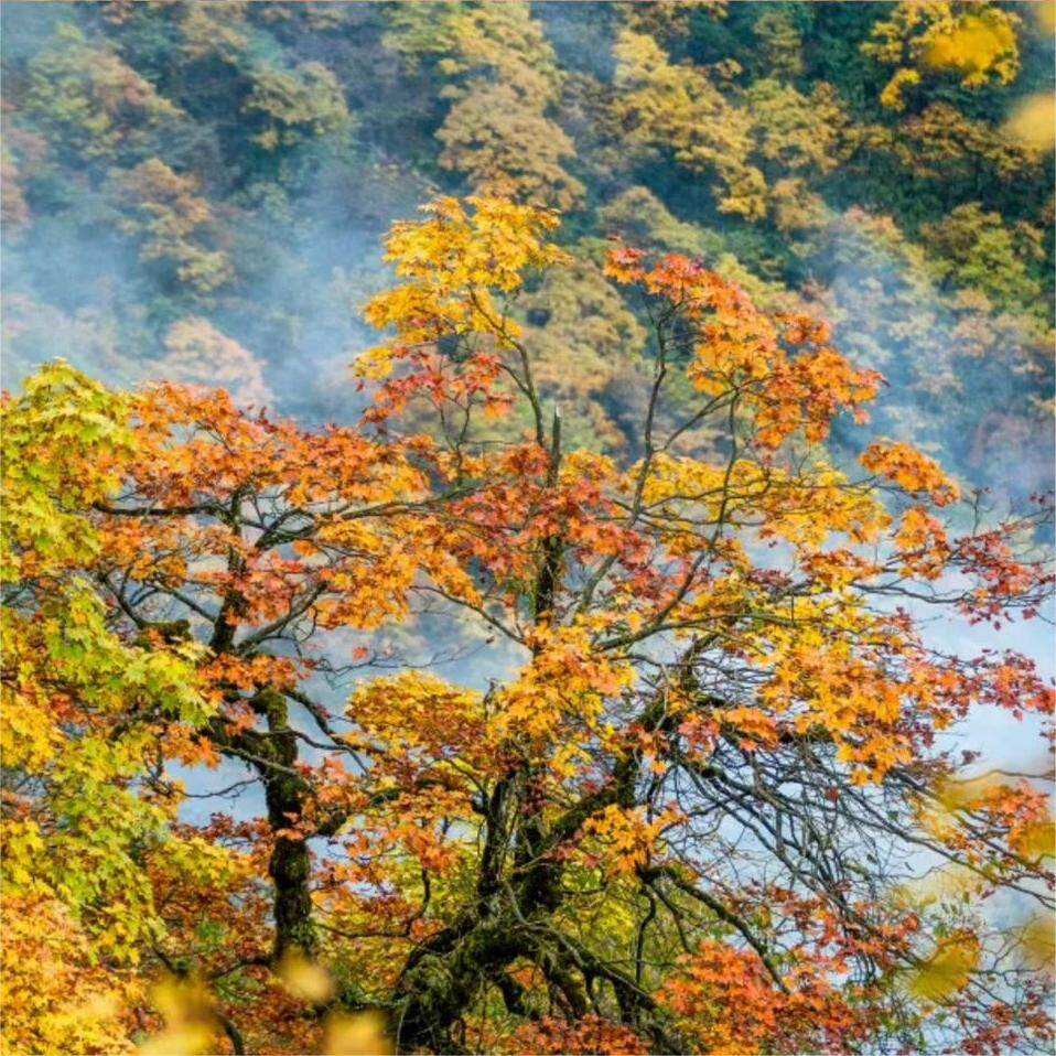 金花桥索道往返 古佛坪索道往返票]瓦屋山风景区-门票 双索道套票