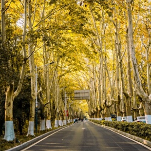 【含门票】南京中山陵+美龄宫+梧桐大道拼团半日游