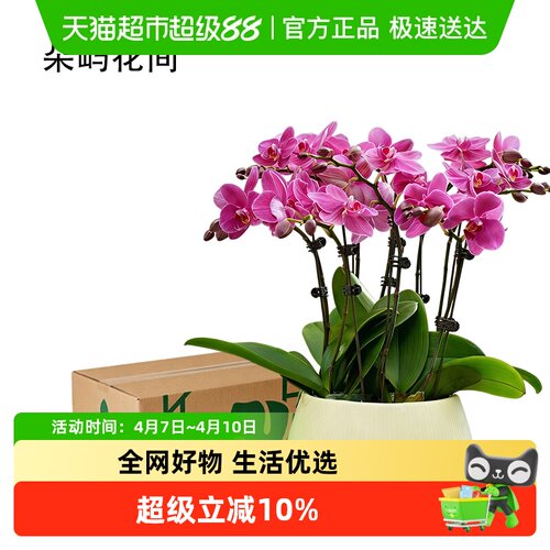 朵屿花间蝴蝶兰花苗盆栽室内花卉