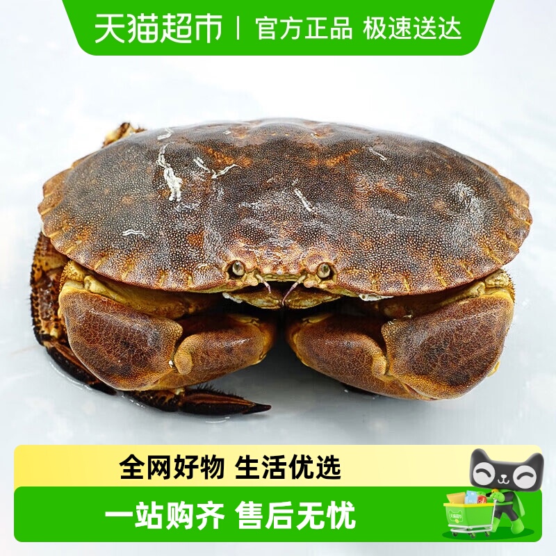 渔传播英国进口活鲜面包蟹