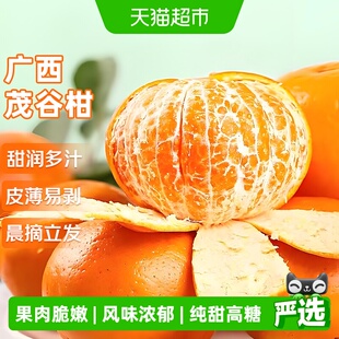 广西茂谷柑新鲜沃柑当季水果薄皮脏脏柑橘石灰柑橘子武鸣整箱