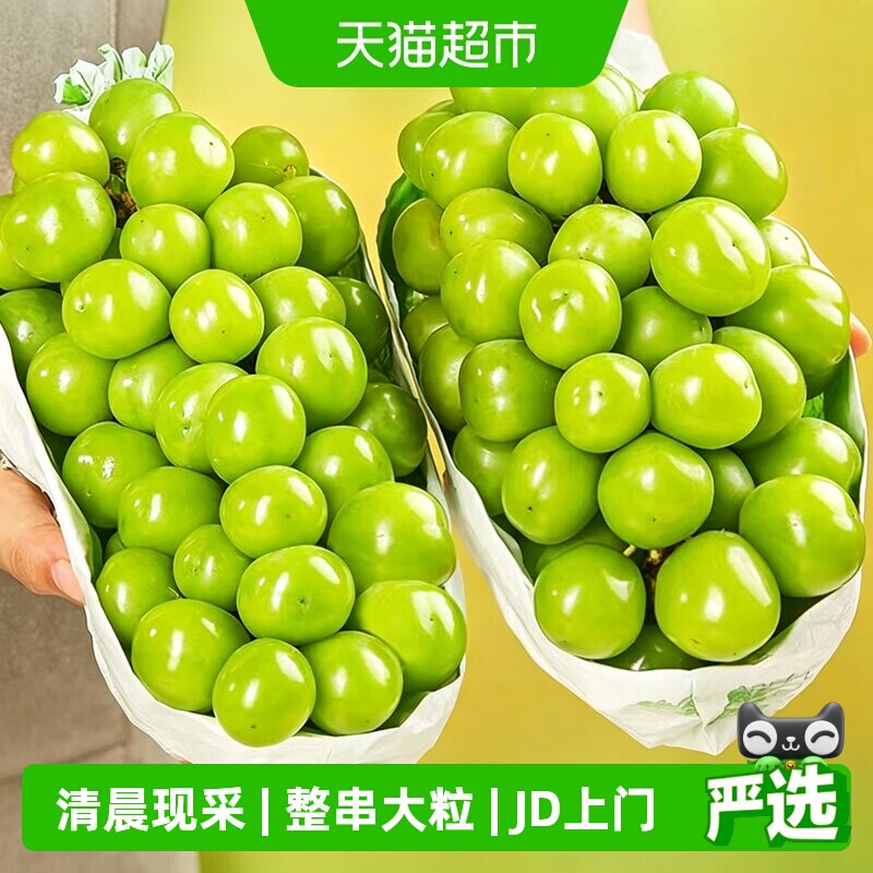 京运达当季阳光玫瑰葡萄可连皮食图片