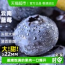 云南高山花香蓝莓特大果头茬鲜果自带花香蓝莓水果当应季 整箱