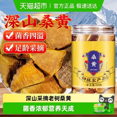 北京同仁堂桑黄西藏原产菌香浓郁