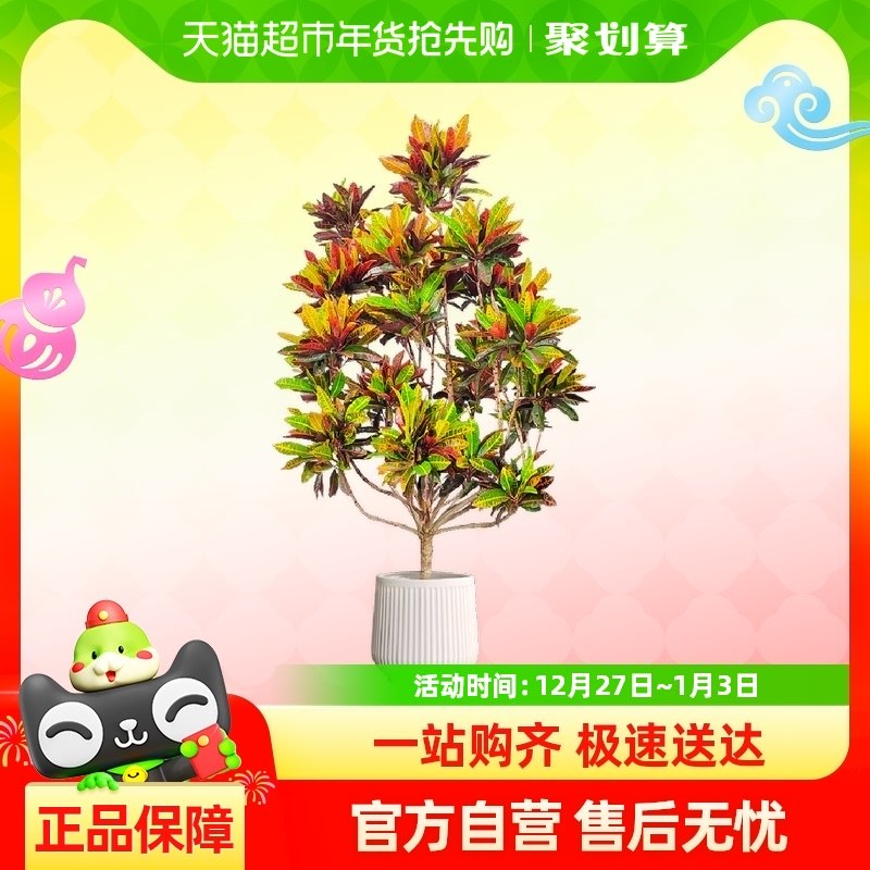 ��Ҷľ������ֲ���Ա�ɫľ����������������լ���������ļ�»ֲ��