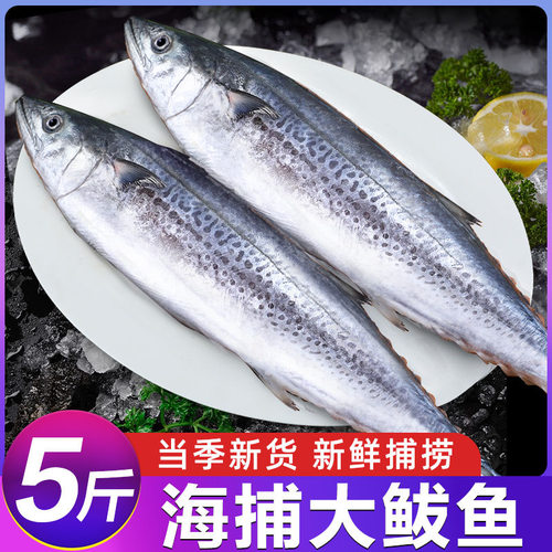 大鲅鱼新鲜鲐鲅鱼马鲛鱼整条冷冻青花鱼马友鱼海鲜马交鱼批发生鲜