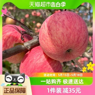 水果酸甜可口整箱 包邮 新鲜应季 陕西洛川苹果4.5斤12枚装