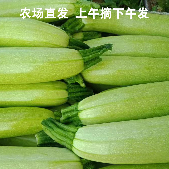 云南头茬嫩瓜新鲜当季蔬菜西葫芦菜园子现摘当季美味时令蔬菜脆嫩