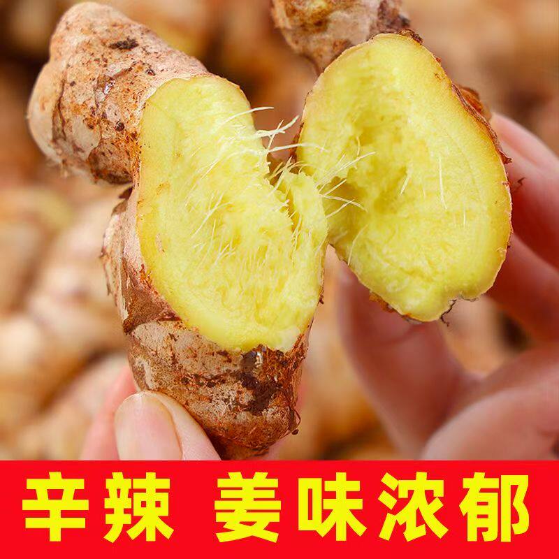 正宗云南小黄姜新鲜生姜现挖高山沙姜辛辣十足特级老姜土姜月子