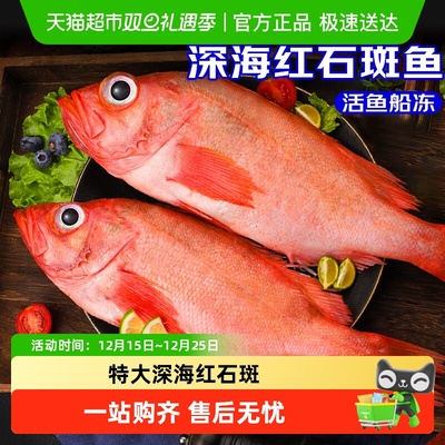 海仙部落红石斑鱼鲜活冷冻