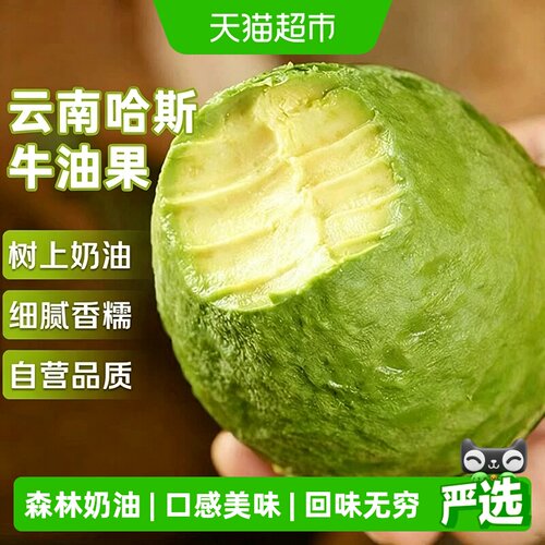 寻天果蔬云南哈斯牛油果当季